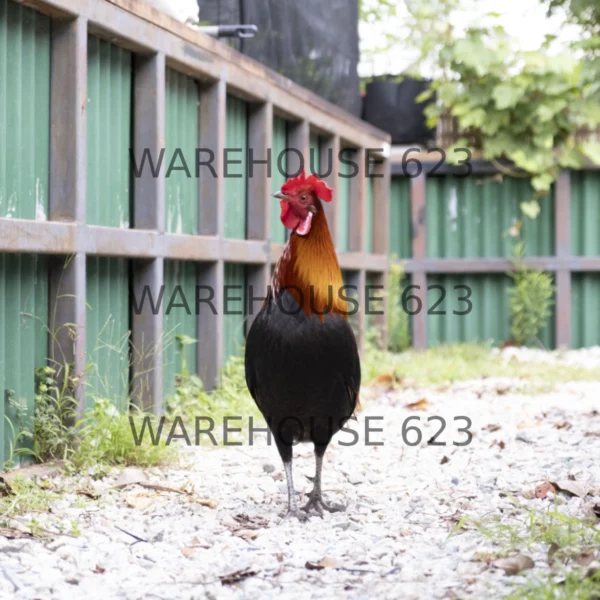 Jungle Fowl Stock Image Series WH1