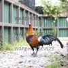 Jungle Fowl Stock Image Series WH1