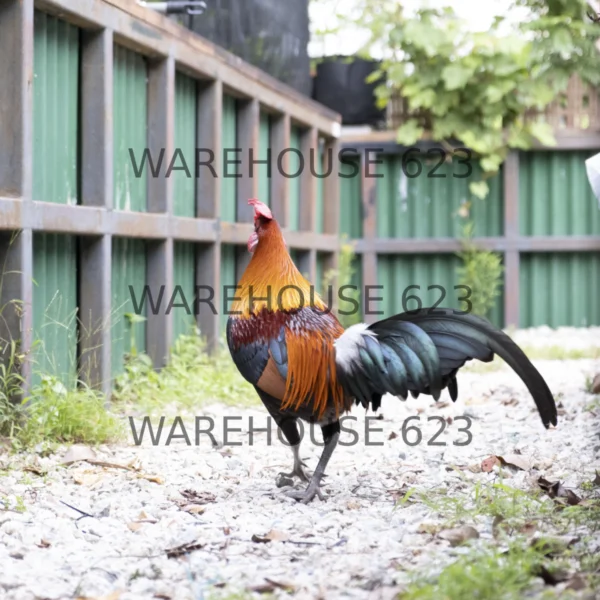 Jungle Fowl Stock Image Series WH1